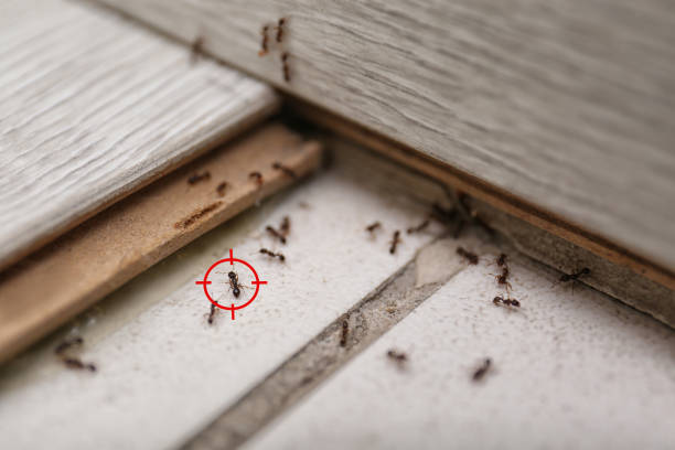 Best Commercial Pest Control Services  in Plain City, OH