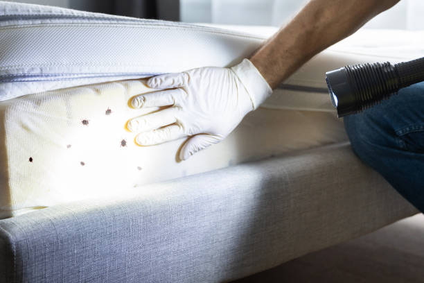 Best Termite Control Services  in Plain City, OH