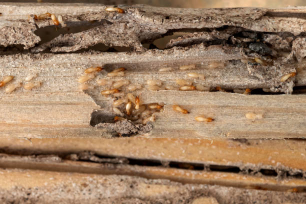 Best Wasp Removal Services  in Plain City, OH